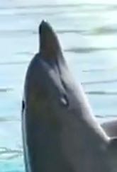 Delfin im Dubai-Delfinarium halbseitig blind - WDSF-Foto