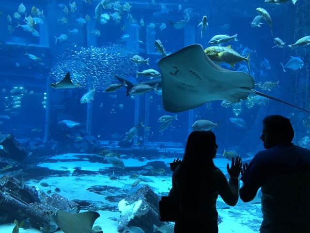 Aquarium WDSF-Foto