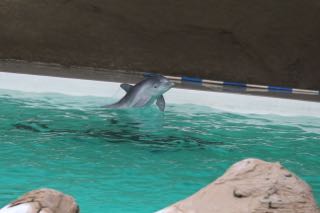 Derzeit überlebendes Delfinbaby "Debbie" (WDSF-Foto)