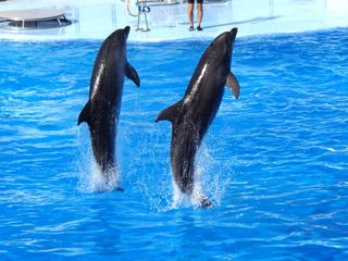Schwarz verbrannte Delfine (WDSF-Foto)
