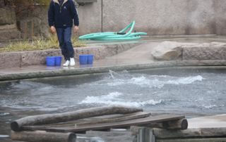 Delfinarium Tiergarten Nürnberg - Salzwasser gerät in die Ablauffuge (WDSF-Foto 02.12.2014)