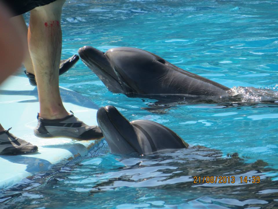 Kemer - Delfine werden mit Füßen getreten (WDSF-Foto)
