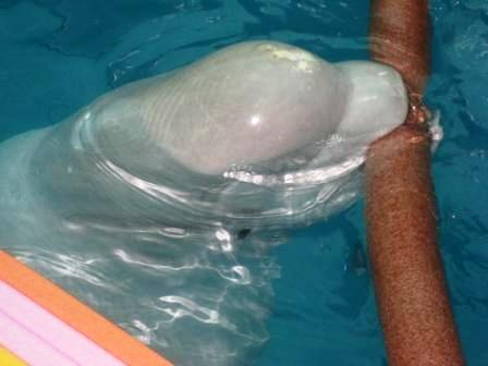 Belugawal im Antalya Dolphinland mit Kopferkrankung wird in der Show missbraucht (WDSF-Foto)