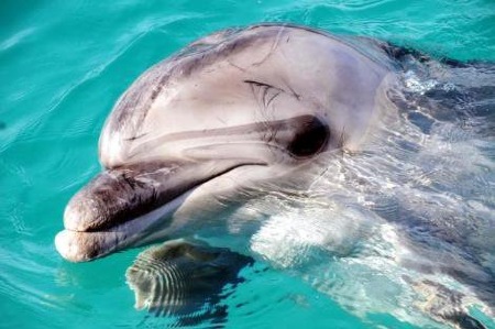 Verletzter Delfin in Kas