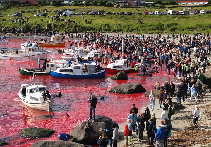 Färöer-Grindwalmord in Tórshavn