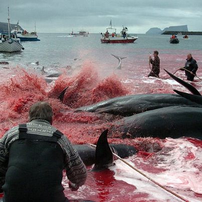 Foto: Faroe Information (facebook) with permission for WDSF