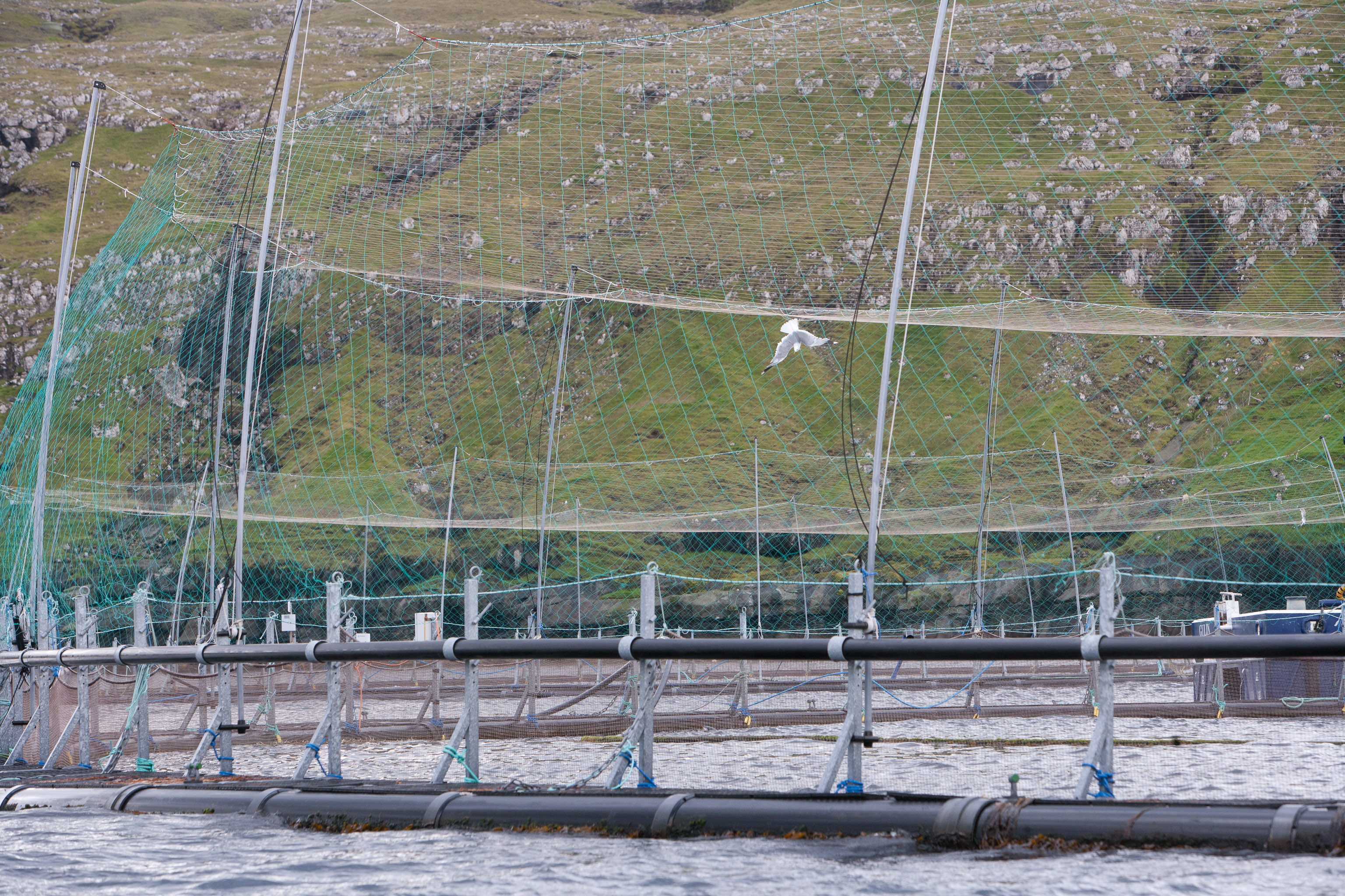 Verfangene Möwe in Aqualkultur-Schutznetz auf den Färöer-Inseln