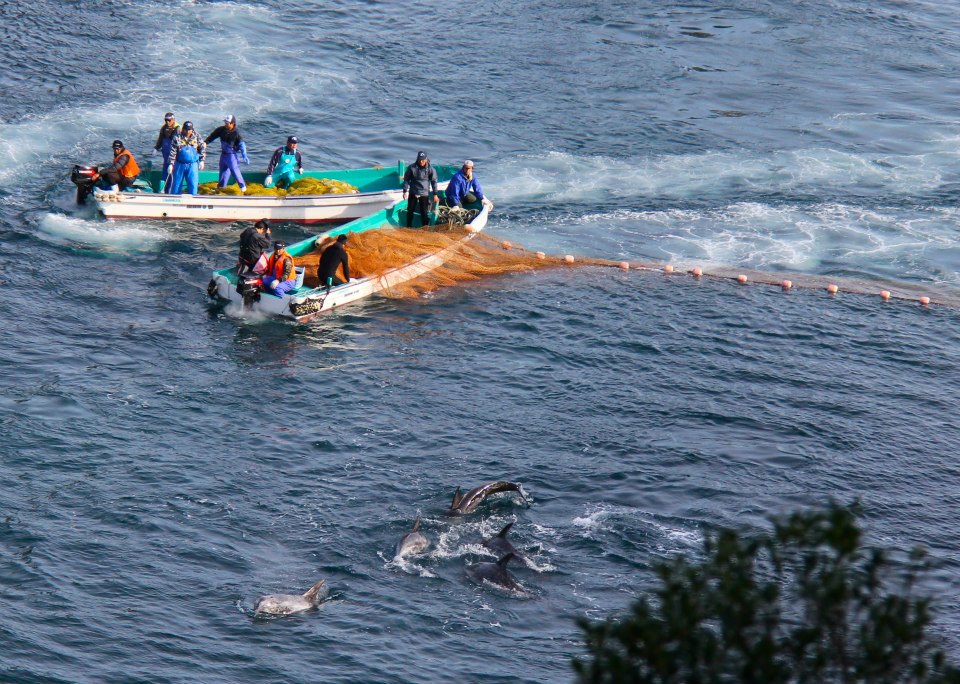 Blutiger Delfinfang in Taiji - Foto: Dieter Hagmann