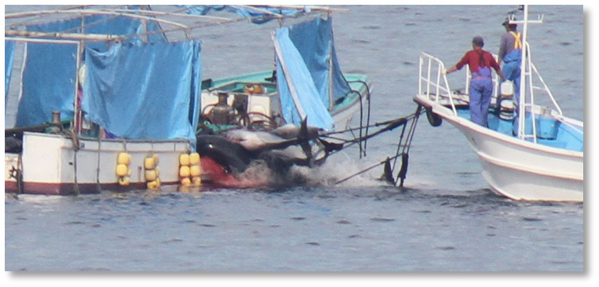 Delfinmorden in Taiji/Japan - ProWal-Foto