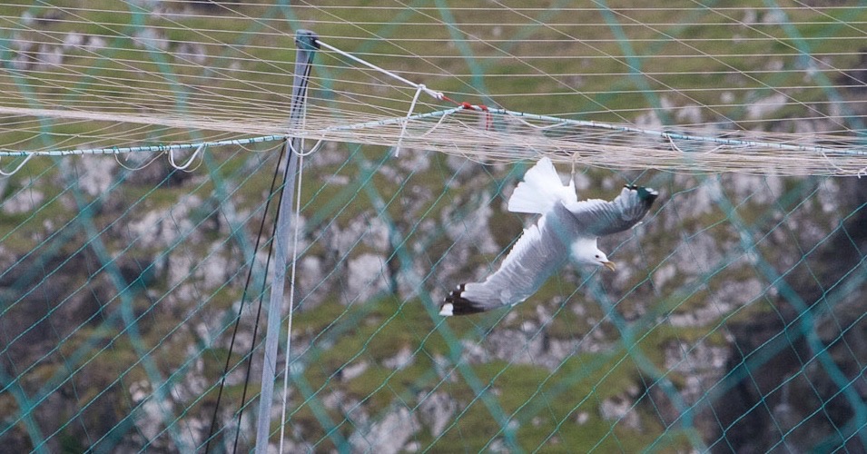 Möwen vereenden in den Abdeck-Netzen der Lachszuchtfarmen